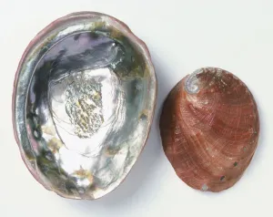 Horizontal Studio Shots Prints: Upper and underside view of Red Abalone shell
