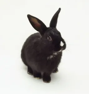 Related Prints: Black and White Domestic Rabbit Print