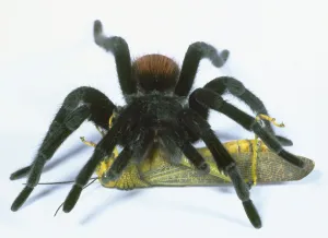 Tarantula Print: Insect Encounter