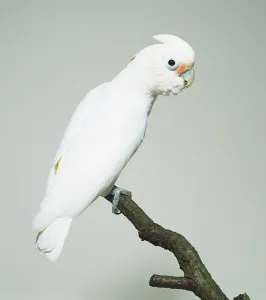 Related Prints: White Goffins Cockatoo Print (Vertical)
