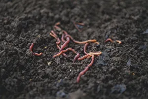 Segmented Worm Gallery: Annelida, Earthworms on surface of soil, close up
