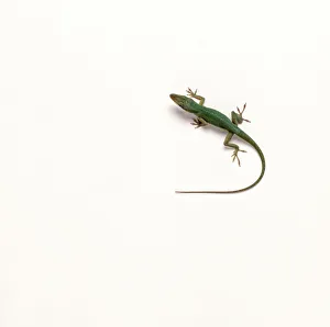 Anole lizard (Anolis carolinensis), view from above Anole lizard (Anolis carolinensis), view from above