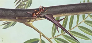 Ant, illustration