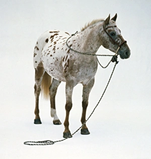 Appaloosa horse wearing a headcollar and leading rope Appaloosa horse wearing a headcollar and leading rope