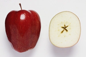 <b class=qtipBold><figcaption>An Apple</figcaption></b><br><em>© Dorling Kindersley/UIG</em> An Apple