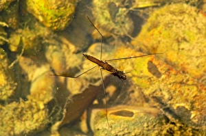 <b class=qtipBold><figcaption>Aquarius Najas</figcaption></b><br><em>© Marka/Universal Images Group</em> Aquarius Najas