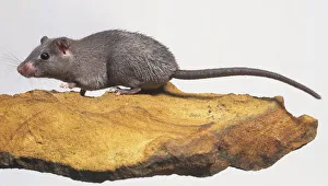 An Arabian Spiny Mouse, Acomys cahirinus dimmidiatus, with a long hard tail An Arabian Spiny Mouse, Acomys cahirinus dimmidiatus, with a long hard tail