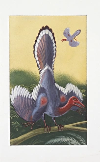 <b class=qtipBold><figcaption>Archaeopteryx, illustration</figcaption></b><br>Archaeopteryx, illustration Zoology, prehistoric birds<br><em>© DEA PICTURE LIBRARY</em> Archaeopteryx, illustration