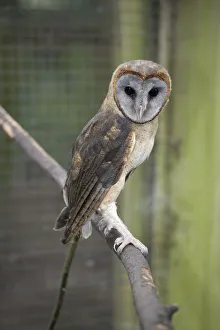 Ashy Faced Owl (Tyto glaucops) perching on branch Ashy Faced Owl (Tyto glaucops) perching on branch