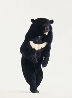 Asian Black Bear (Ursus thibetanus) with white stripe across chest, standing on hind legs