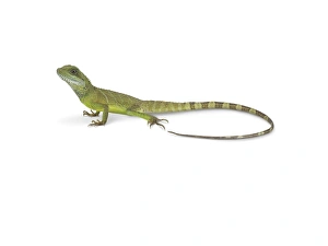Asian water dragon (physignathus cocincinus) Asian water dragon (physignathus cocincinus)