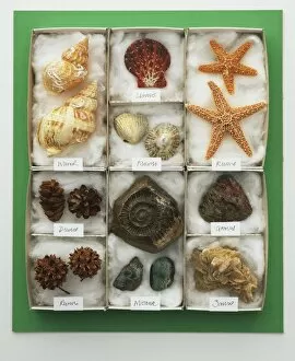 Assorted sea shells displayed in a tray, view from above