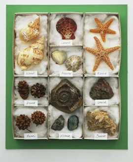 Assorted sea shells displayed in a tray, view from above Assorted sea shells displayed in a tray, view from above