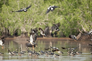 Australia, Northern Territory, Bamurru Plains, flock of Magpie geese Australia, Northern Territory, Bamurru Plains, flock of Magpie geese