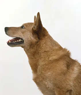 Australian Cattle Dog, head in profile, panting Australian Cattle Dog, head in profile, panting
