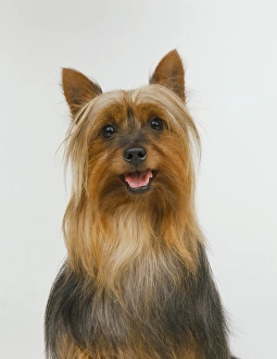 Australian Silky Terrier (Canis familiaris), looking at camera Australian Silky Terrier (Canis familiaris), looking at camera