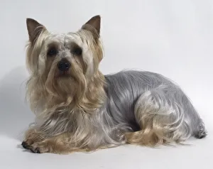 Australian Silky Terrier, lying down, with silky grey blond long hair Australian Silky Terrier, lying down, with silky grey blond long hair