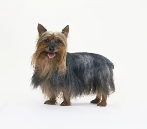 Australian silky terrier, standing with its tongue out, looking at camera Australian silky terrier, standing with its tongue out, looking at camera
