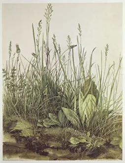 Austria, Vienna, The Corner of the Meadow or The Large Clod of Grass, 1503, watercolor Austria, Vienna, The Corner of the Meadow or The Large Clod of Grass, 1503, watercolor