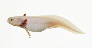 Axolotl (Ambystoma mexicanum) underwater, side view Axolotl (Ambystoma mexicanum) underwater, side view