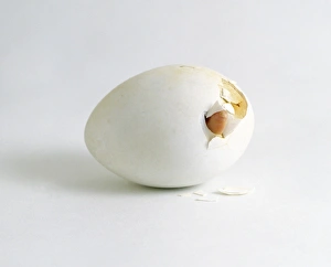 Aylesbury duck chick poking trough shell