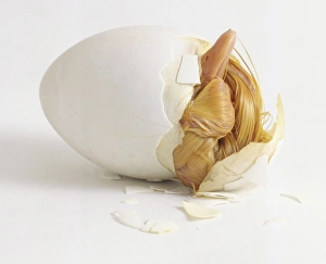 Aylesbury Duckling breaking out of egg