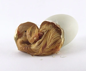 Aylesbury duckling breaking out of egg