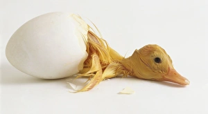 Aylesbury Duckling half out of egg