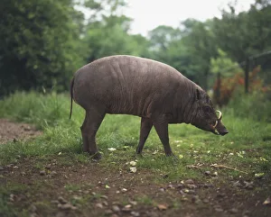 Babirusa (Babyrousa babyrussa), side view Babirusa (Babyrousa babyrussa), side view