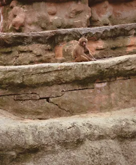 Baboons, Unidentified Papio Species, sitting on rock wall, low angle view Baboons, Unidentified Papio Species, sitting on rock wall, low angle view