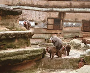 Baboons, Unidentified Papio Species, in landscaped zoo environment, two of them mating Baboons, Unidentified Papio Species, in landscaped zoo environment, two of them mating