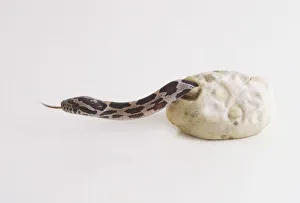 Baby Corn Snake (Elaphe guttata) slithering out of its egg shell, close up Baby Corn Snake (Elaphe guttata) slithering out of its egg shell, close up