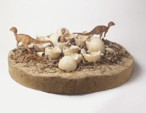 Baby dinosaurs hatching from eggs Baby dinosaurs hatching from eggs