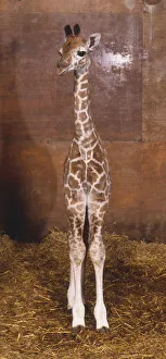 Baby Giraffe (Giraffa camelopardalis) standing in stable, front view Baby Giraffe (Giraffa camelopardalis) standing in stable, front view
