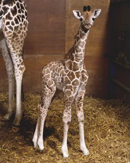 Baby Giraffe (Giraffa camelopardalis) standing straight, looking at camera Baby Giraffe (Giraffa camelopardalis) standing straight, looking at camera