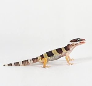 Baby Leopard Gecko, eublepharis macularius, side view Baby Leopard Gecko, eublepharis macularius, side view