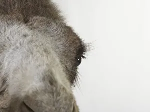Bactrian camel (Camelus bactrianus), close-up on head Bactrian camel (Camelus bactrianus), close-up on head
