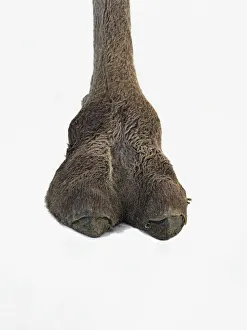 Bactrian camel (Camelus bactrianus), foot Bactrian camel (Camelus bactrianus), foot