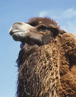 Bactrian Camel (Camelus bactrianus), head, close up Bactrian Camel (Camelus bactrianus), head, close up