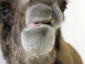 Bactrian camel (Camelus bactrianus) licking its lips, close-up Bactrian camel (Camelus bactrianus) licking its lips, close-up