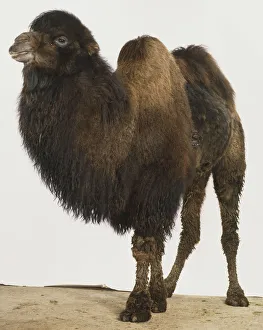Bactrian Camel, camelus bactrianus, side view Bactrian Camel, camelus bactrianus, side view
