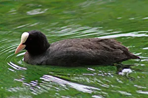 <b class=qtipBold><figcaption>Bald-coot. Fulica Atra</figcaption></b><br><em>© Marka/Universal Images Group</em> Bald-coot. Fulica Atra
