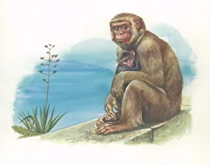 Barbary Macaque Macaca sylvanus with a young, illustration