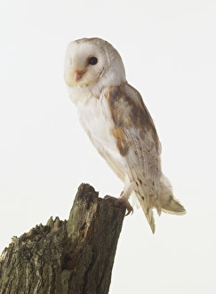 Barn Owl (Tyto alba) perching on a stump of wood, side view Barn Owl (Tyto alba) perching on a stump of wood, side view