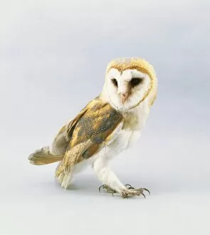 Barn Owl (Tyto alba), side view
