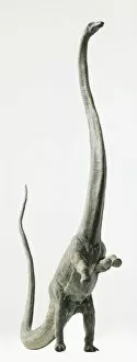 Prehistoric Animals Gallery: Barosaurus rearing up on its hind legs