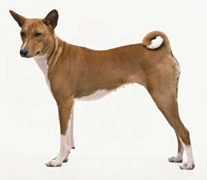 <b class=qtipBold><figcaption>Basenji dog standing, side view</figcaption></b><br><em>© Dorling Kindersley/UIG</em> Basenji dog standing, side view