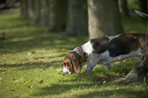 Basset Hound sniffing grass near row of tree trunks Basset Hound sniffing grass near row of tree trunks