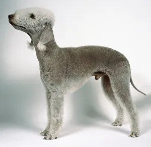 Bedlington terrier on all fours, side on Bedlington terrier on all fours, side on