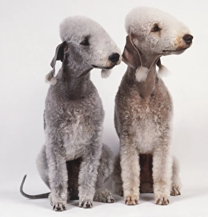 Two Bedlington Terriers (Canis familiaris) with clipped coats Two Bedlington Terriers (Canis familiaris) with clipped coats